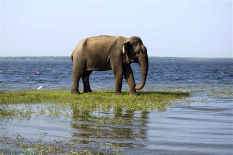 香港最著名 夢到大象在水裡